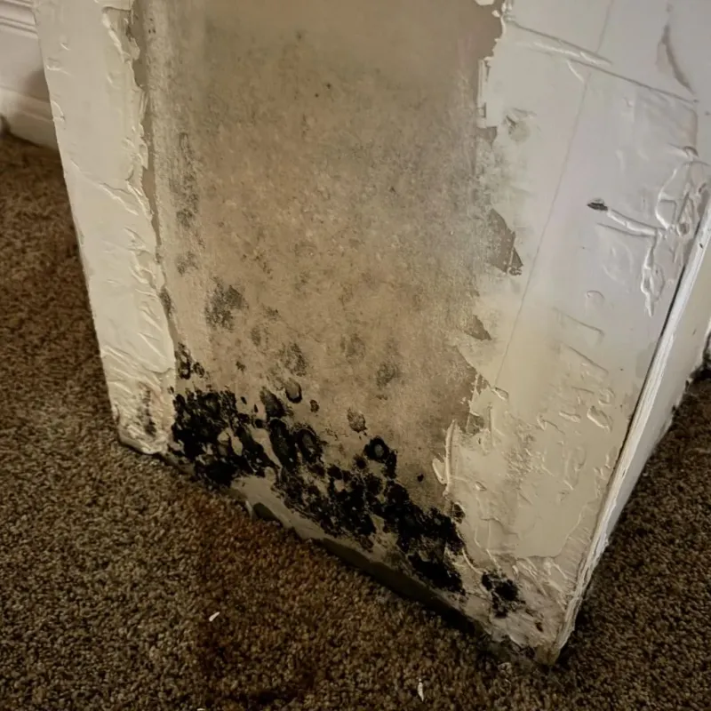 Professional Mold Removal in Whitesboro, AL